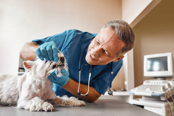 Best Holiday Emergency Dentist in Abbeville, GA